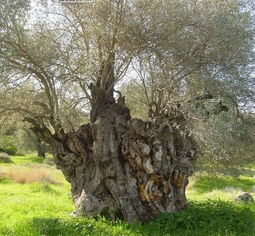 Very-old-olive-tree-with-a-thick-trunk-in-a-meadow