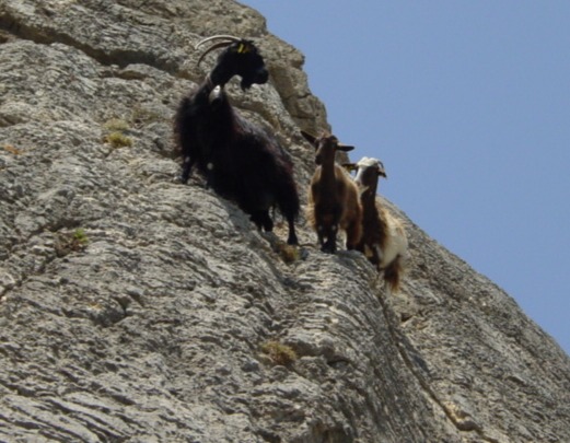 Wildziegen-in-Felswand-blauer-Himmel